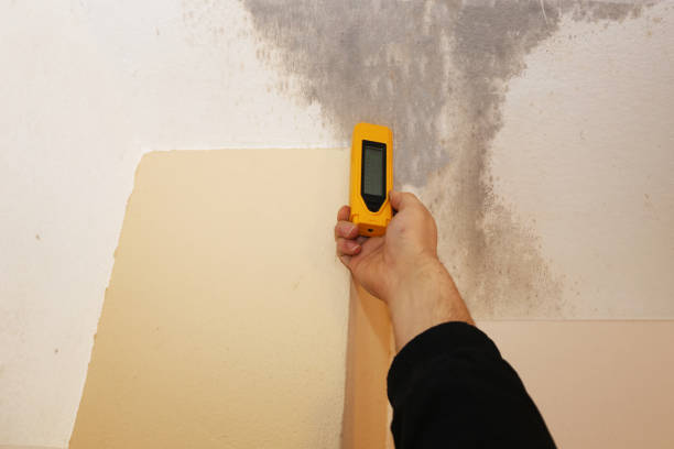 Best Black Mold Removal  in Tryon, NC