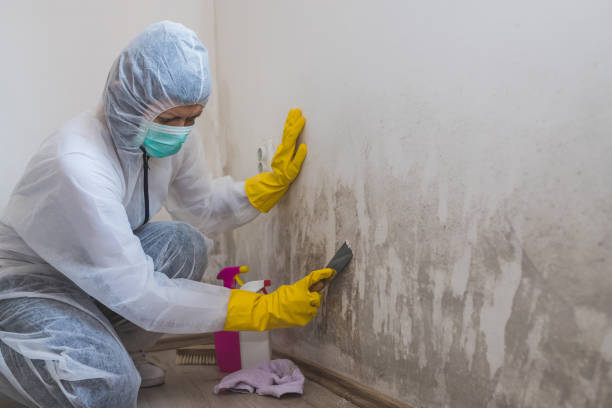 Best Post-Construction Mold Inspection  in Tryon, NC