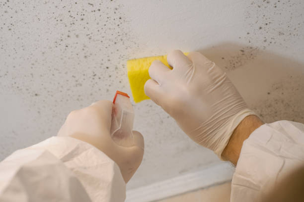 Best Mold Odor Removal Services  in Tryon, NC
