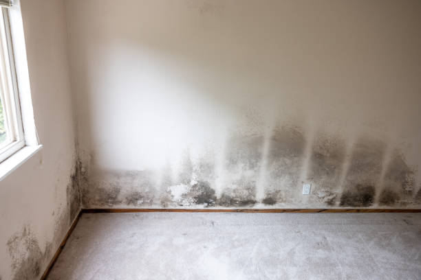 Best Industrial Mold Remediation  in Tryon, NC